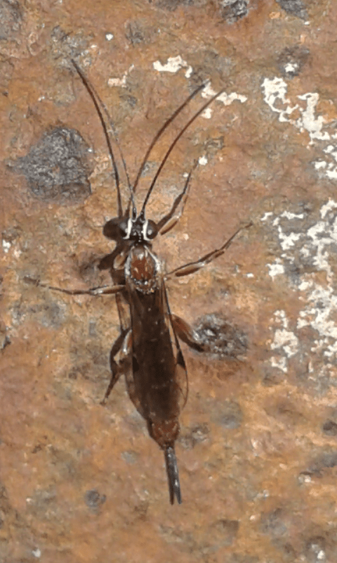 Ichneumonidae ; forse Clistopyga sp.?